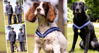 Royal Air Force dogs awarded 'animal OBE'